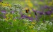 Gardening for Bees Butterflies and Other Pollinators - Margery Winters -Roaring Brook Nature Center - April Meetingt