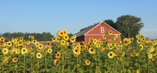 Brown's Harvest - Past, Present, Future